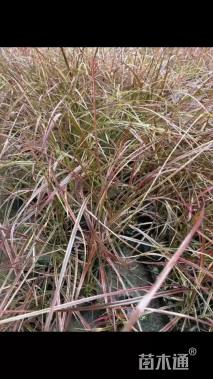 高度30厘米火焰狼尾草