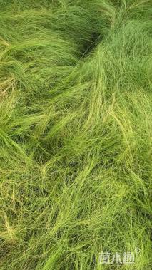 高度20厘米细叶针芒