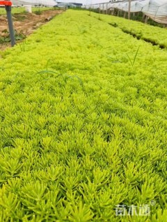 高度20厘米金叶佛甲草