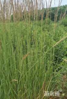 高度60厘米拂子茅