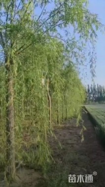 18公分西湖垂柳