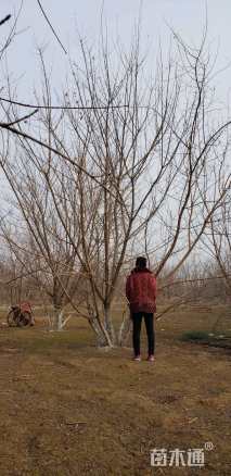 高度500厘米丛生五角枫