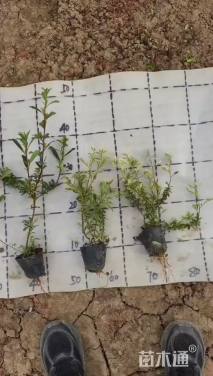 高度25厘米小丑火棘