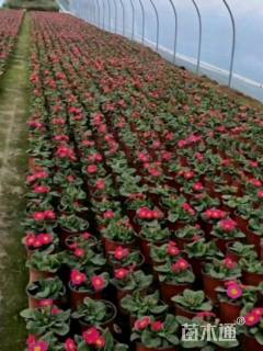 高度10厘米报春花