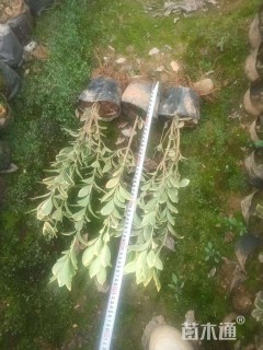 高度50厘米金边黄杨