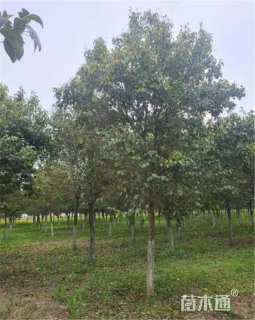 12公分大叶女贞