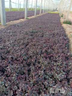 高度15厘米红景天