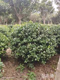 冠幅150厘米枸骨球