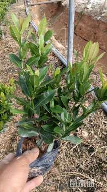 高度25厘米龙船花