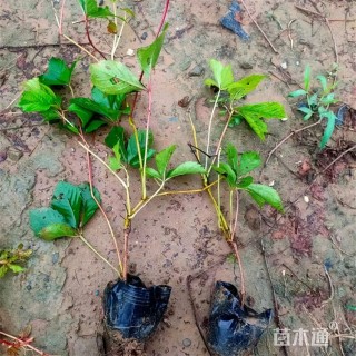 45厘米五叶地锦