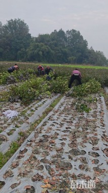 高度40厘米红叶石楠小苗