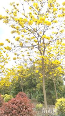8公分黄花风铃木