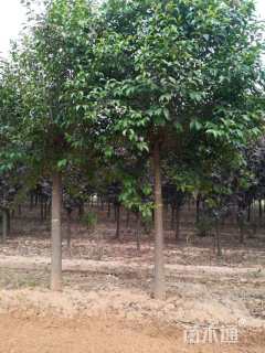 10公分大叶女贞