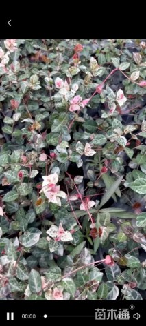 10厘米花叶络石