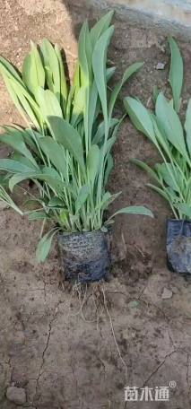 高度15厘米金鸡菊