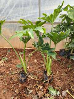 高度20厘米春羽