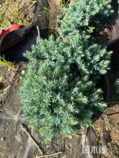 高度10厘米桧柏