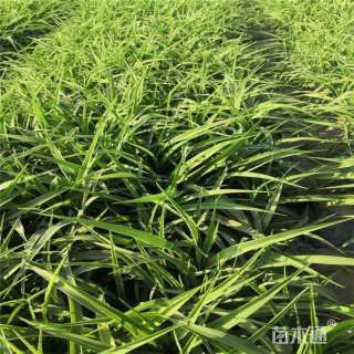 高度20厘米大花萱草