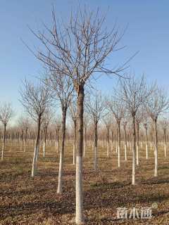 13.15公分秋紫白蜡