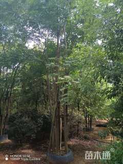 50公分丛生栾树