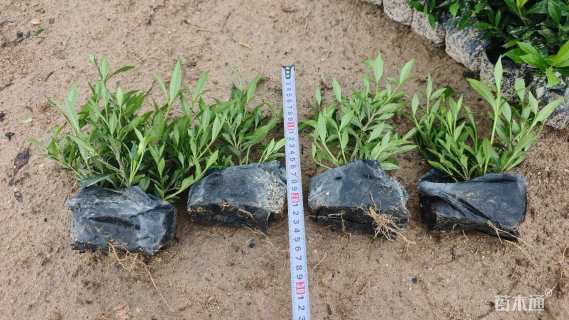 高度15厘米小叶栀子