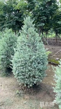 高度30厘米红花玉芙蓉