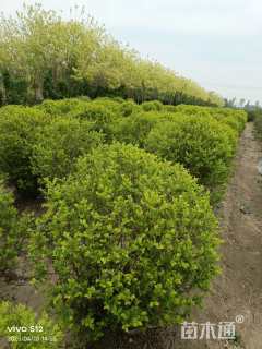 冠幅130厘米金叶女贞球