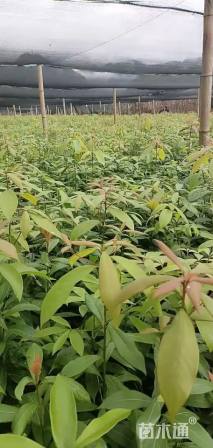 0.3公分金丝楠木