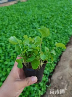高度15厘米二月兰