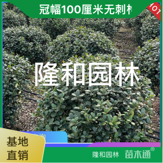 冠幅100厘米无刺枸骨球