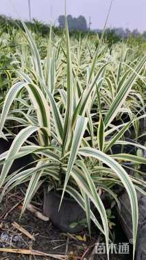 高度28厘米花叶芦竹