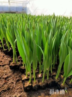 高度15厘米郁金香