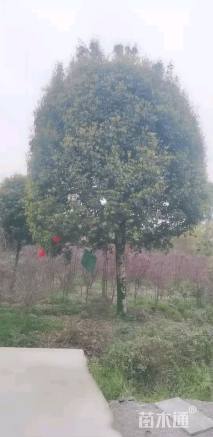 19公分高杆桂花