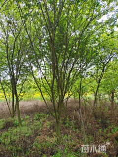 15公分福建山樱花