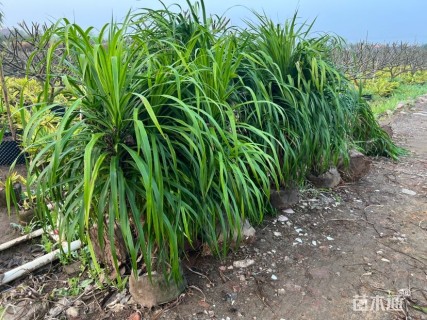 高度150厘米龙血树