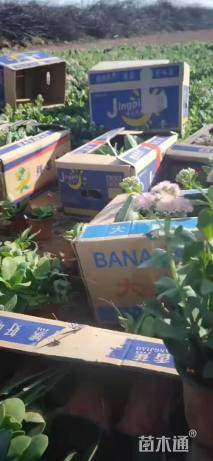 高度10厘米三七景天