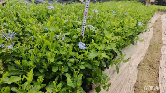 高度20厘米蓝雪花