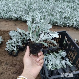 高度10厘米银叶菊