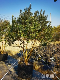 高度100厘米菲油果