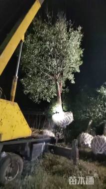 20公分元宝枫