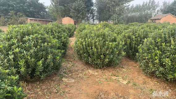 冠幅150厘米海桐球