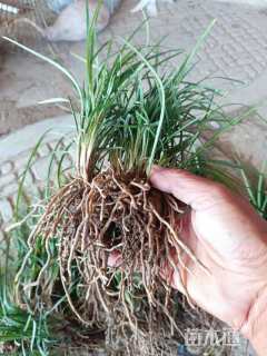 高度15厘米麦冬