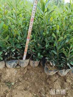 高度30厘米纹母小苗