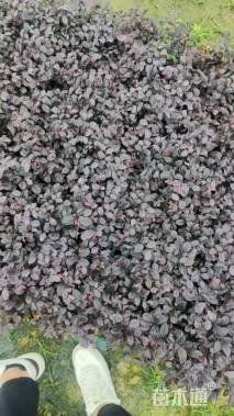 高度25厘米红花继木