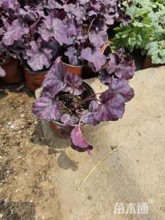 高度25厘米矾根