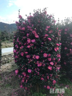 高度200厘米茶梅