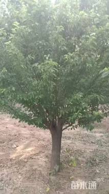 高度500厘米李子树