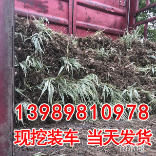 高度20厘米花叶芦竹
