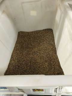 白花除虫菊种子