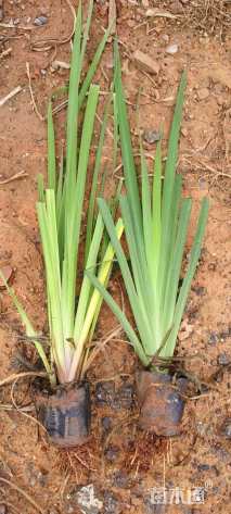 高度30厘米黄花鸢尾